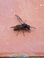 Polistes cinerascens