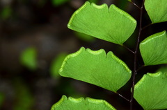 Adiantum philippense
