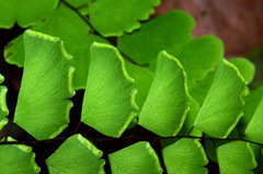 Adiantum philippense