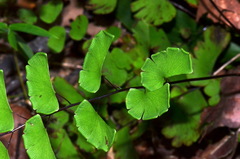 Adiantum philippense