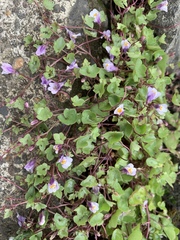 Cymbalaria muralis