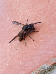 Polistes cinerascens