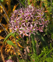 Allium tel-avivense