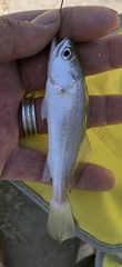 Cynoscion arenarius
