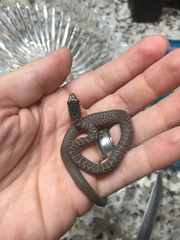 Coluber constrictor anthicus