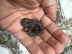 Coluber constrictor anthicus