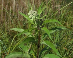 Eupatoriinae