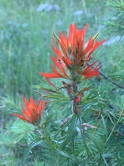 Castilleja wootonii