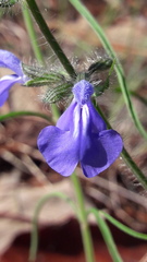 Salvia heterotricha