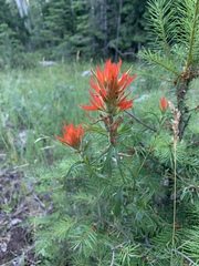 Castilleja wootonii