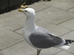 Larus argentatus