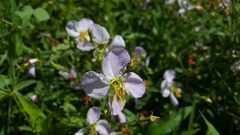 Rhexia mariana mariana
