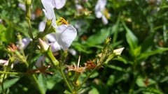 Rhexia mariana mariana