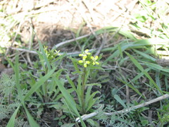 Erysimum repandum