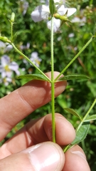 Rhexia mariana mariana