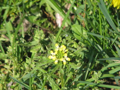 Erysimum repandum