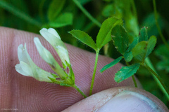 Trifolium monanthum