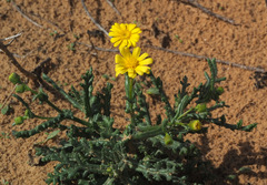 Senecio glaucus