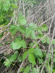 Calopogonium mucunoides