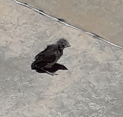 Haemorhous mexicanus