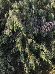 Passerina ericoides