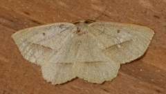 Euchlaena irraria