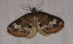 Perizoma alchemillata