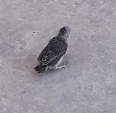 Haemorhous mexicanus