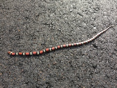 Lampropeltis elapsoides