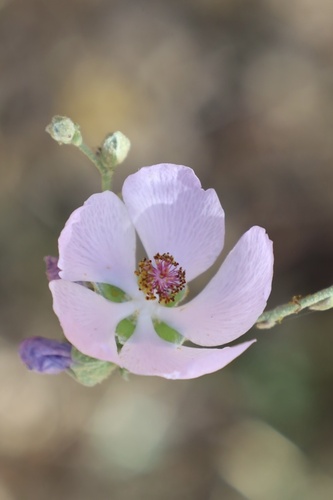 Malacothamnus fasciculatus