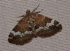 Perizoma alchemillata