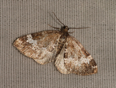 Perizoma alchemillata