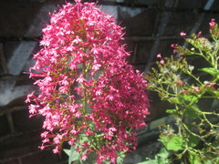 Centranthus ruber