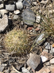 Coryphantha delicata