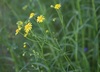 Narrow-leaved Ragwort - Photo (c) Thorsten Usée, some rights reserved (CC BY-NC), uploaded by Thorsten Usée