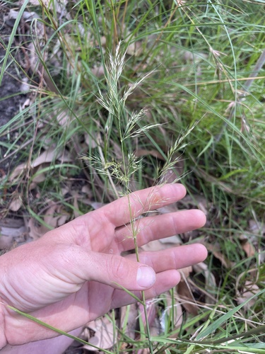 Dichelachne rara observed 2024-10-27