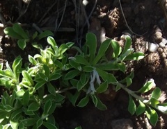 Antennaria marginata