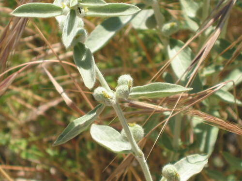 Mercurialis tomentosa (Mercurialis tomentosa)