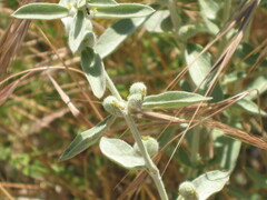 Mercurialis tomentosa