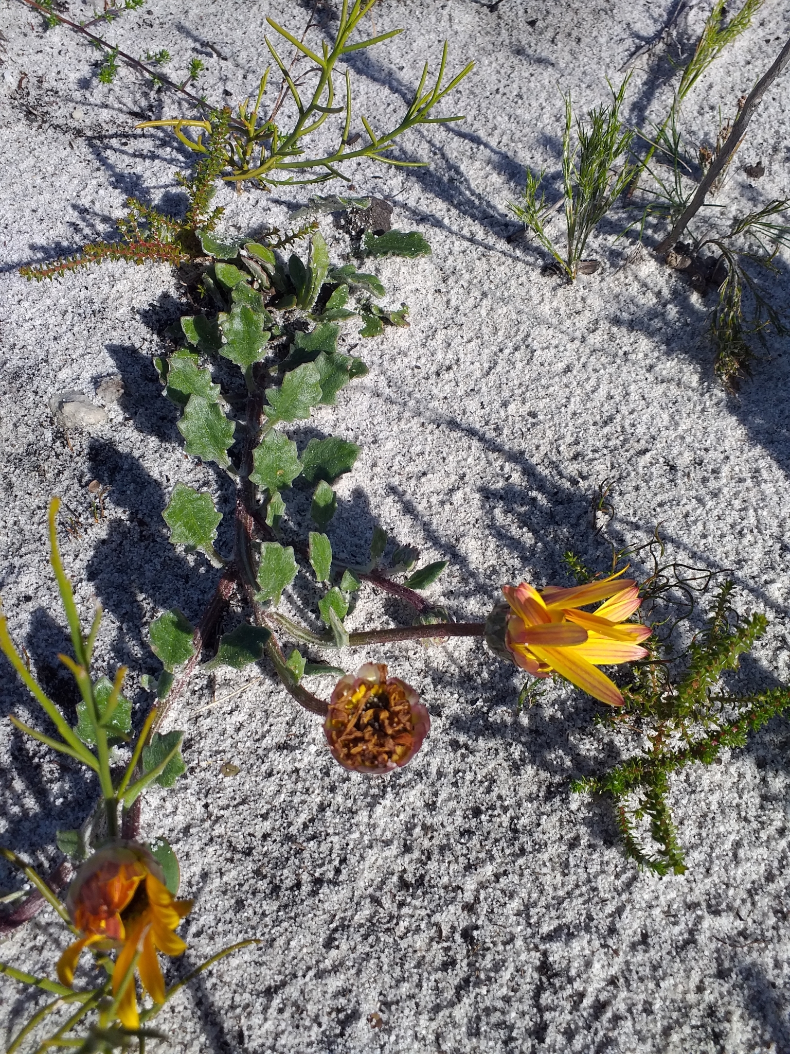 Arctotis angustifolia