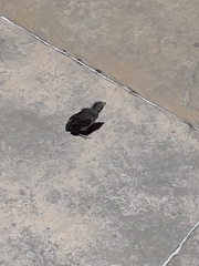 Haemorhous mexicanus