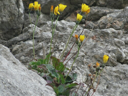 Welsh hawkweed (Hieracium cambricum)