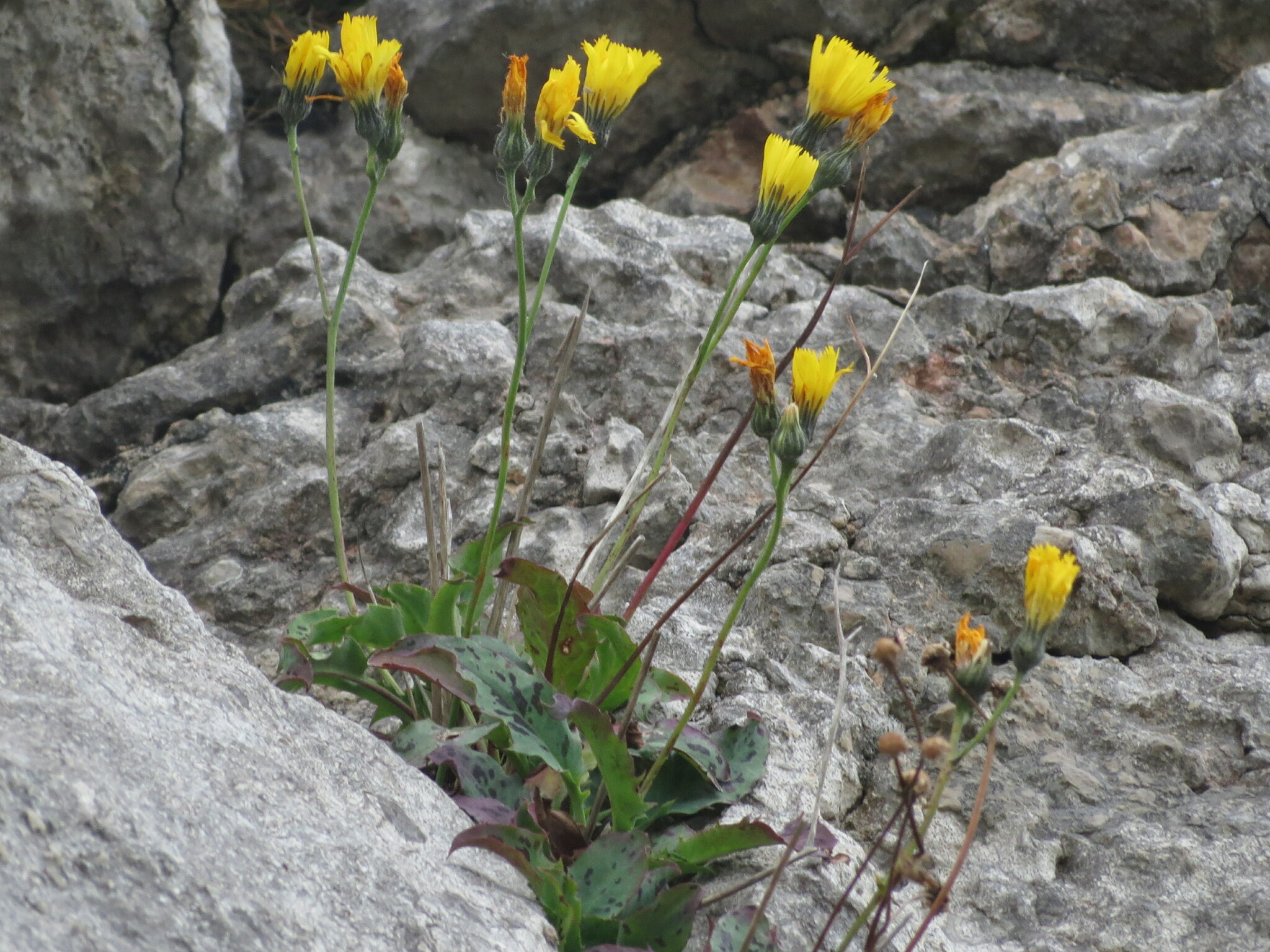 Hieracium cambricum - Growing Guide & Care Tips | BioGardens.org