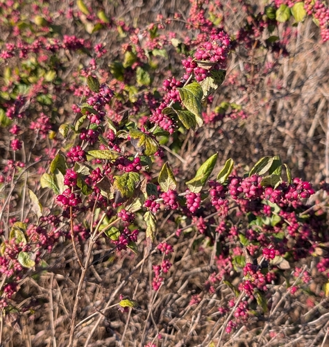 Coralberry