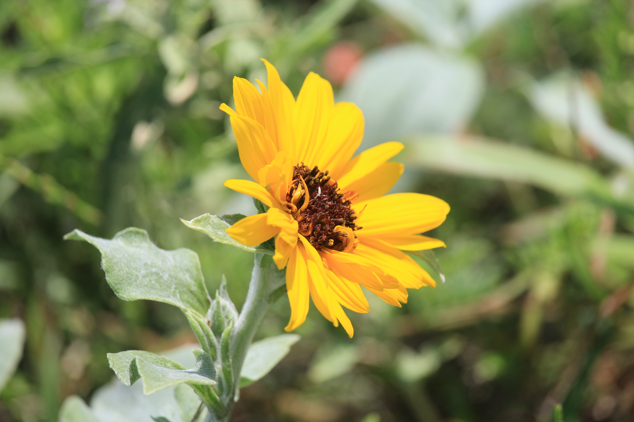 Helianthus argophyllus