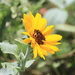 Silverleaf Sunflower - Photo (c) Michael Price, some rights reserved (CC BY-NC-ND), uploaded by Michael Price