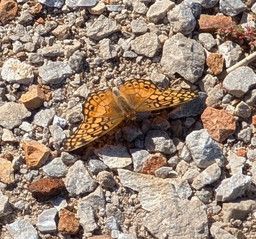 ムモンヒョウモンチョウ