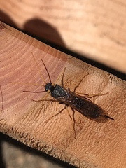 Urocerus gigas