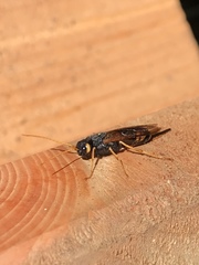 Urocerus gigas