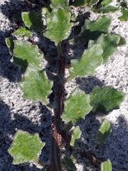 Arctotis angustifolia